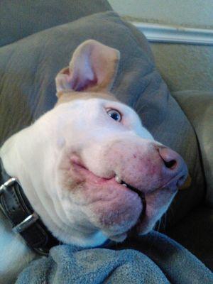 alyshiag39's profile picture. 