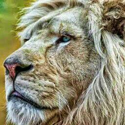 777ali7's profile picture. love