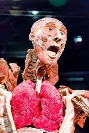 The_CycleOfLife's profile picture. NOW OPEN: The latest exhibition from anatomist Dr. Gunther von Hagens.