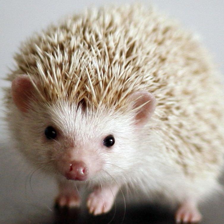 harinezumigazoo's profile picture. たまらなくかわいい、ハリネズミ画像を集めました。気に入ったらRTお願いします。