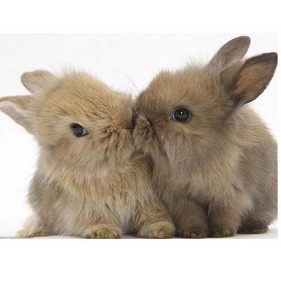 たまらなくかわいい、萌えうさぎ画像を貼っていきます。お気に入りがありましたらRTお願いします。