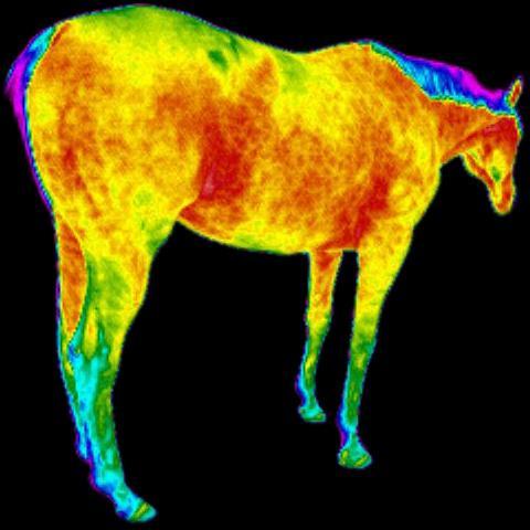 Thermography is a non- invasive method of picking up inflammation even before the horse shows any acute signs of lameness.