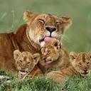 Caroline Roos - @rooschristo - Twitter