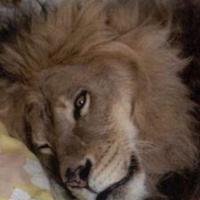 Ahmed Ibrahim (@ahmedashraf62as) 's Twitter Profile