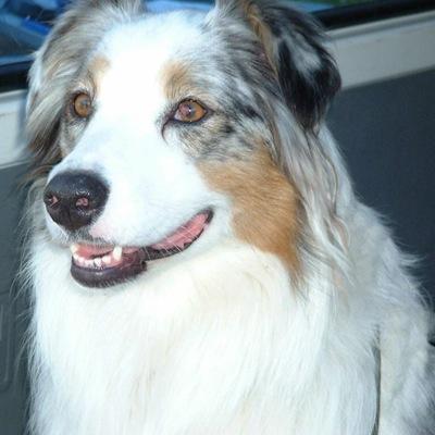 Tangata Tiriti. Reader, observer, dog lover, Waiho i te rongo mau Aotearoa