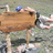Colorado_CDO's profile image