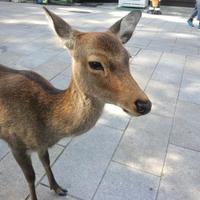 なお (@nao0920iwa) 's Twitter Profile