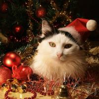 Cats.World.Life (@catsworldlife) 's Twitter Profile