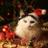 catsworldlife's profile image
