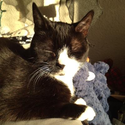 We are four cats living with one human. Mom pets us a lot, wether we like it or not.