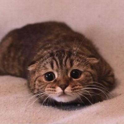 DaddyCatWrites's profile picture. @EvilDemonFanny is the calm center to my awkward, nerdy tornado. Sometimes, I wombat around with @ToadallyCat. #Fate