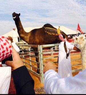 حكومة قحطان