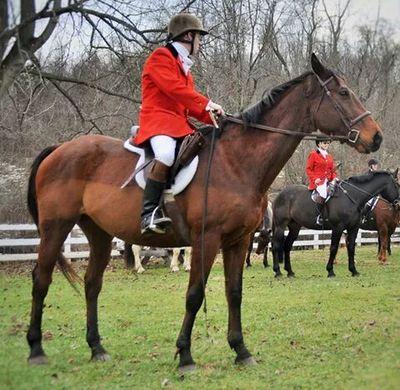 PhD candidate, foxhunter, writer