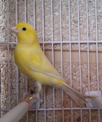 Twitter dedicado para los amantes de las aves, en el que poder compartir todo sobre ellos.[Actualmente criando canarios y algunos exóticos]