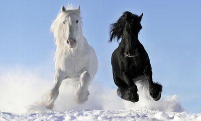 //A horse is a best friend. // Clydesdale is bae  -Anon-