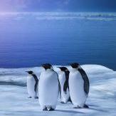ペンギンとアドラー心理学に癒されています。心がとっても軽くなって、生きるのが、めっちゃ、楽になりました。
そうそう、自動で１万フォロワーと毎月１万円の副収入が手に入るツイッターツールの無料プレゼントはこちら　↓↓↓↓
