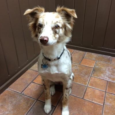 ProjectGDD's profile picture. 