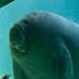 Manatee (@caahina) Twitter profile photo