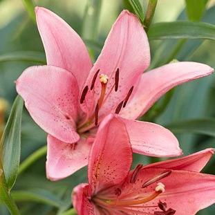 TaniKuzminka's profile picture. 