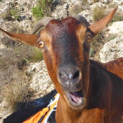 disléxico no, lo guisante!!!