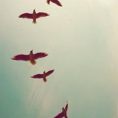 VampetteKaya's profile picture. RT hesabıdır/ RT account is/Don't Follow/Back