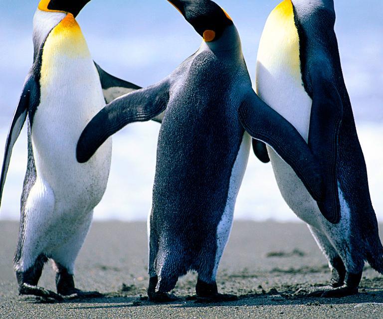 adoniss19's profile picture. 