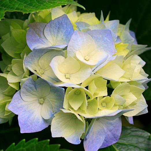 yourocke's profile picture. 