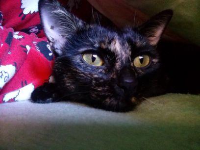 aliceinlostland's profile picture. Una gatita me robó el corazón.