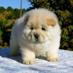 R|chowchow (@kristan2981) Twitter profile photo