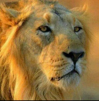 More than just forest resort , Glorious gir resort is welcoming gateway to the peoples who want to enjoy the glorious life of gir as lions enjoying in Gir.