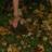 lollorosso123's profile image