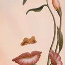 Saurabh Choudhury (@0815c7c898904ad) Twitter