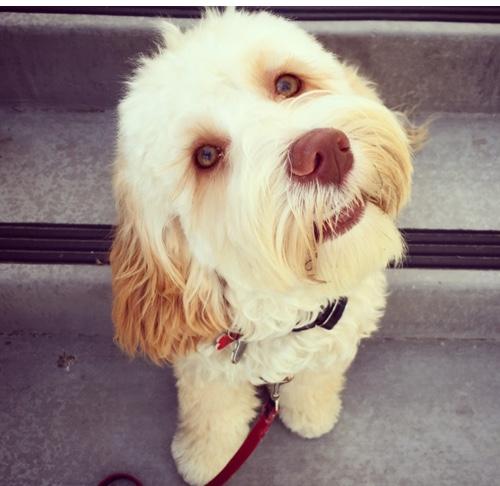 Miniature labradoodle of pathetic pet parents @leeisensee & @MicheleJKiss. Annoying brother of @BellaBearTLB. BFF of #tennisball