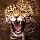 Brian Masterson - @HFHSJags - Twitter