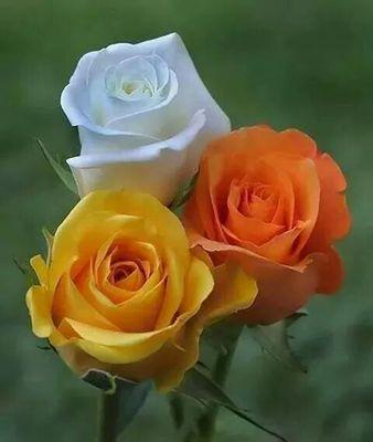 44b017c581bc4a1's profile picture. 