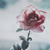 Al.Sheikha (@_alsheikha_) 's Twitter Profile