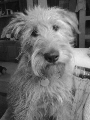 edell7's profile picture. Loves walking with my 2 Irish Terriers when not selling or delivering #realbread around North Devon/Cornwall