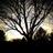 timbermedia's profile image