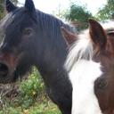 karl napier - @karlnapier1 - Twitter