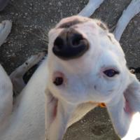 Indie the Dog (@indieonthego) 's Twitter Profile