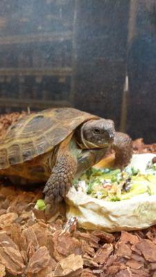 Petsmart Latham Latham Petsmart Twitter