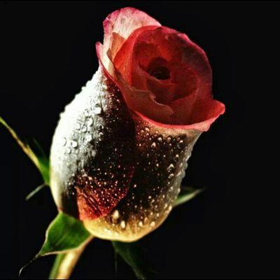 اللهم خذ بقلوبنا إليك.. واعمرها بحبك.. وأفض عليها من نورك.