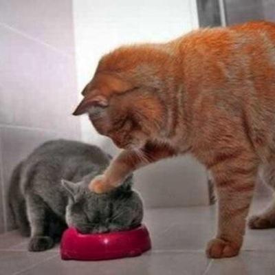 fijiwaterfish's profile picture. GFX For Gothic