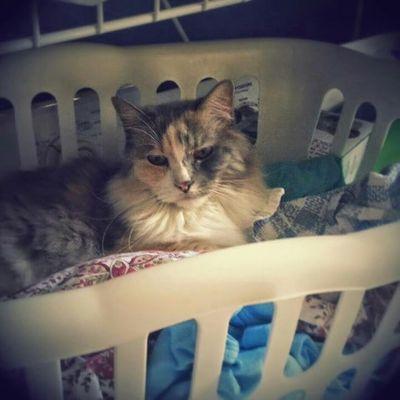 KoleenKomimo3's profile picture. 