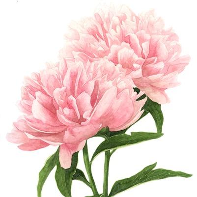 positivepeony's profile picture. you deserve all the happiness and love in the world!