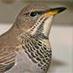 Marcus Lawson (@mjlbirder) Twitter profile photo Marcus Lawson (@mjlbirder) Twitter profile photo