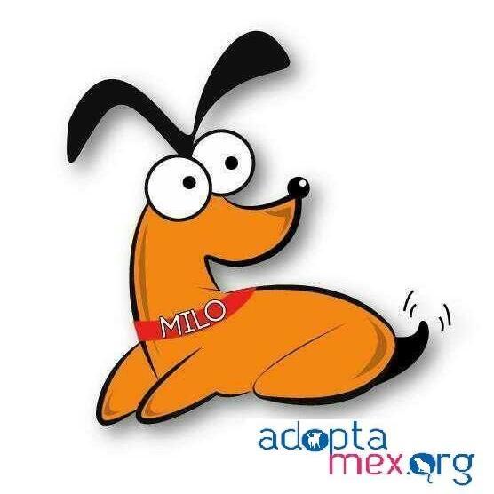 Adoptamex Profile Picture