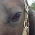 Laurie Mills (@horsesandhops) Twitter profile photo Laurie Mills (@horsesandhops) Twitter profile photo