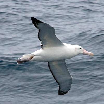 AlbapgAlba's profile image
