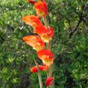 madeleine cote - @Scoooby01 - Twitter